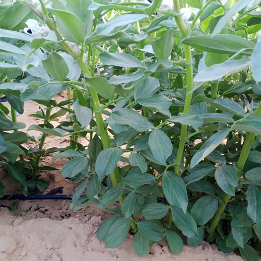 السلام عليكم ورحمه الله لو تكرمت يا هندسه الفول عمر 75يوم ارض تنقيط بدي للفدان 4ساعات مياه في الاسبوع علي مرتين وواخد كل التسميد ما الحل